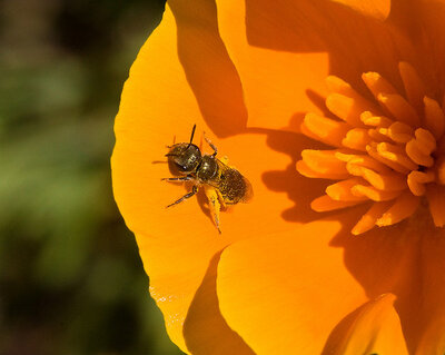 Tiny Bee on Poppy 8530a